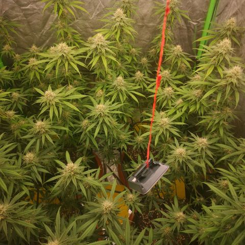 Di Frutti  growlog timeline photo