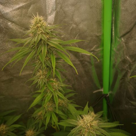 Di Frutti  growlog timeline photo