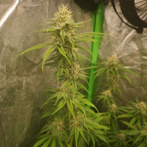 Di Frutti  growlog timeline photo