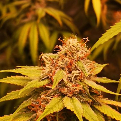 Di Frutti  growlog timeline photo