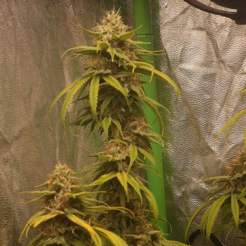 Di Frutti  growlog timeline photo