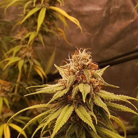 Di Frutti  growlog timeline photo
