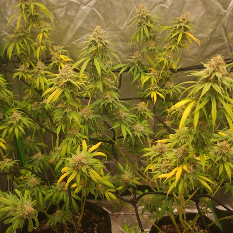 Di Frutti  growlog timeline photo