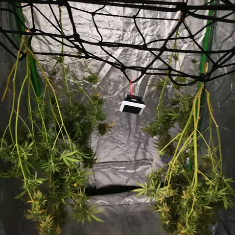 Di Frutti  growlog photo: Messed up two of 4 plants these two made it 