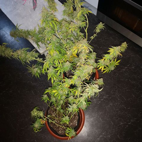 Di Frutti  growlog timeline photo