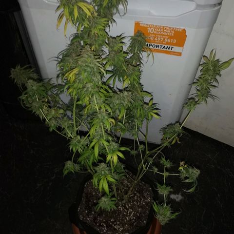 Di Frutti  growlog timeline photo