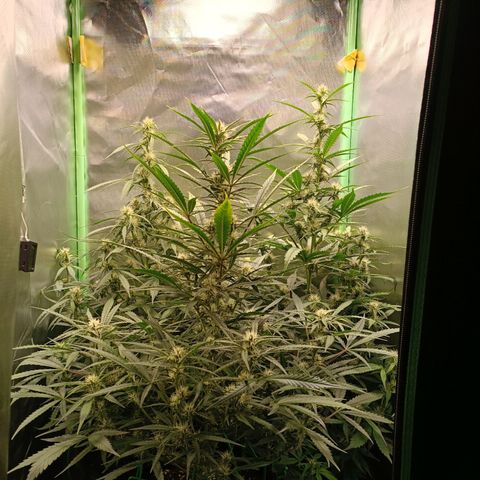 Gorilla Cookies/Skywalker Haze Auto  growlog timeline photo