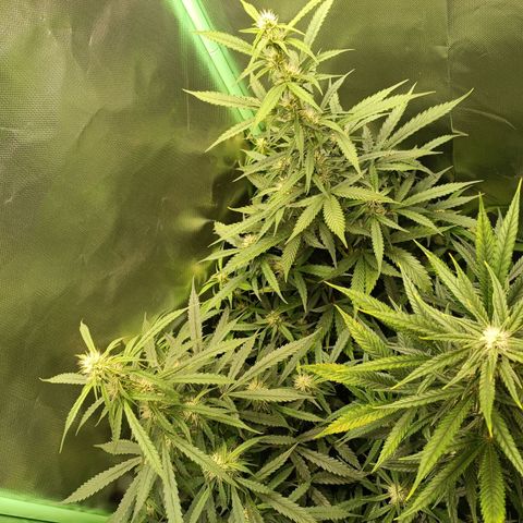 Gorilla Cookies/Skywalker Haze Auto  growlog timeline photo