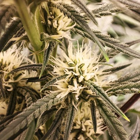 Gorilla Cookies/Skywalker Haze Auto  growlog timeline photo