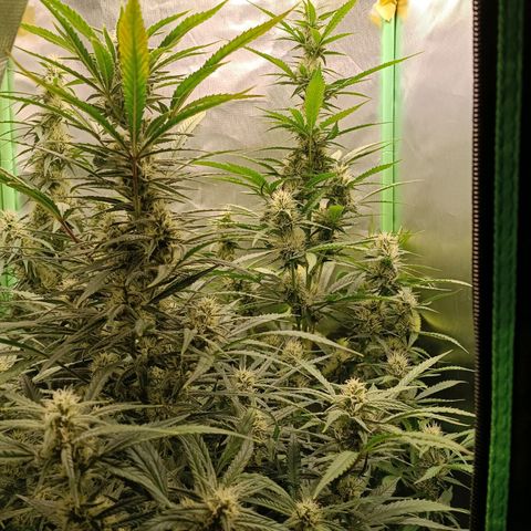 Gorilla Cookies/Skywalker Haze Auto  growlog timeline photo