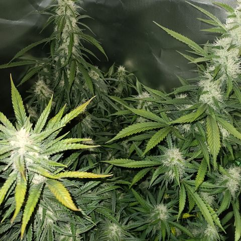 Gorilla Cookies/Skywalker Haze Auto  growlog timeline photo