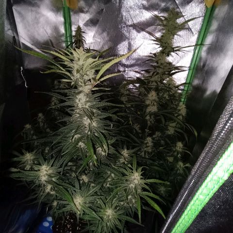 Gorilla Cookies/Skywalker Haze Auto  growlog timeline photo