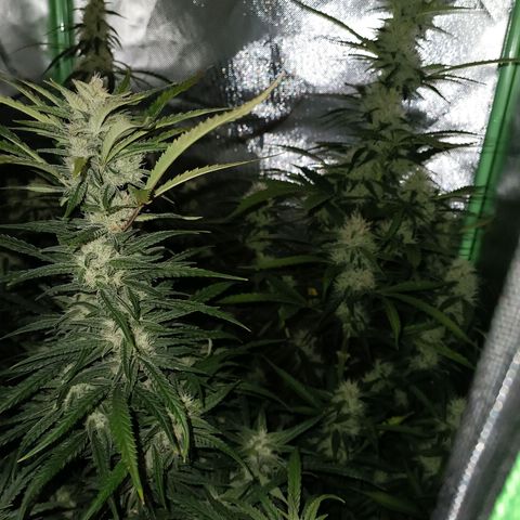 Gorilla Cookies/Skywalker Haze Auto  growlog timeline photo