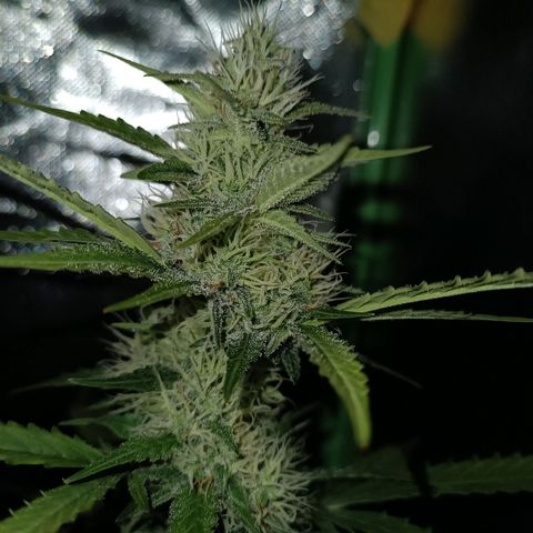 Gorilla Cookies/Skywalker Haze Auto  growlog timeline photo