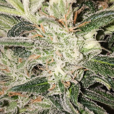 Gorilla Cookies/Skywalker Haze Auto  growlog timeline photo