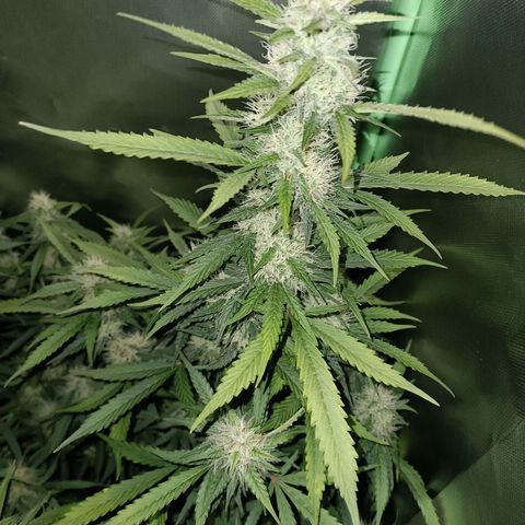 Gorilla Cookies/Skywalker Haze Auto  growlog timeline photo