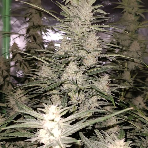 Gorilla Cookies/Skywalker Haze Auto  growlog timeline photo