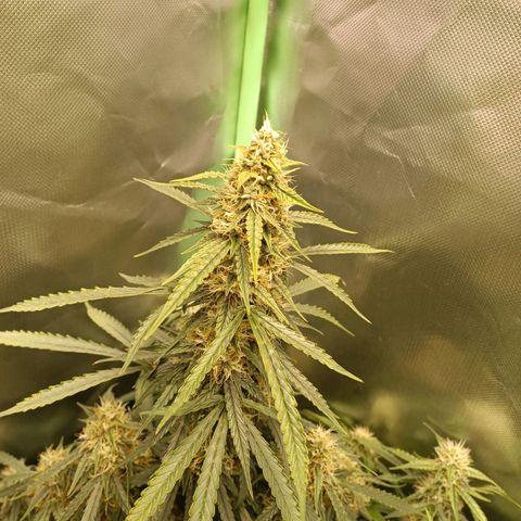 Gorilla Cookies/Skywalker Haze Auto  growlog timeline photo