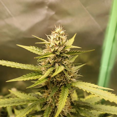 Gorilla Cookies/Skywalker Haze Auto  growlog timeline photo