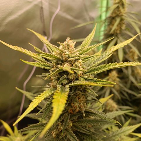 Gorilla Cookies/Skywalker Haze Auto  growlog timeline photo