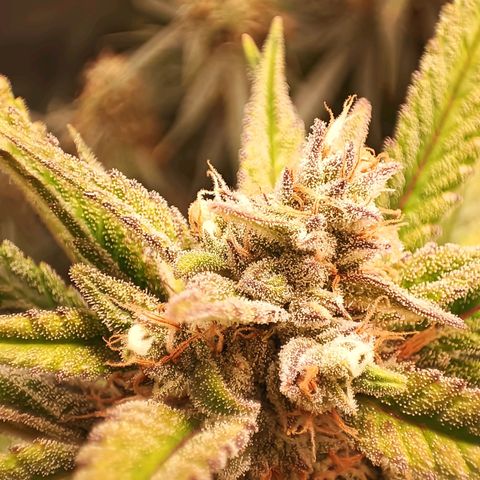 Gorilla Cookies/Skywalker Haze Auto  growlog timeline photo
