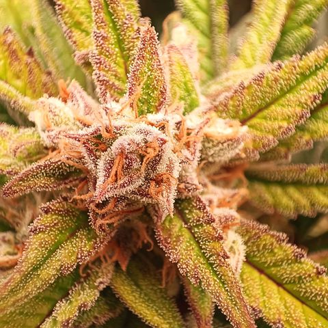 Gorilla Cookies/Skywalker Haze Auto  growlog photo: 1x Gorilla cookies / 2x skywalker haze auto