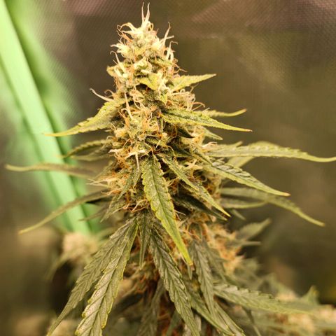 Gorilla Cookies/Skywalker Haze Auto  growlog photo: 1x Gorilla cookies / 2x skywalker haze auto