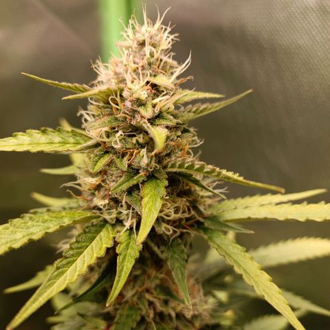 Gorilla Cookies/Skywalker Haze Auto  growlog photo: 1x Gorilla cookies / 2x skywalker haze auto