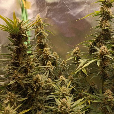Gorilla Cookies/Skywalker Haze Auto  growlog timeline photo