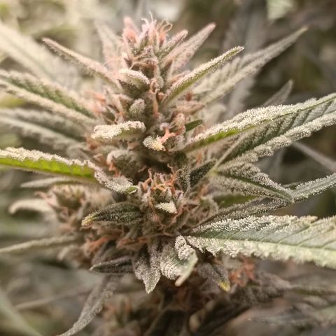 Gorilla Cookies/Skywalker Haze Auto  growlog timeline photo