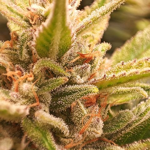 Gorilla Cookies/Skywalker Haze Auto  growlog timeline photo
