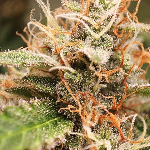 Gorilla Cookies/Skywalker Haze Auto  growlog timeline photo
