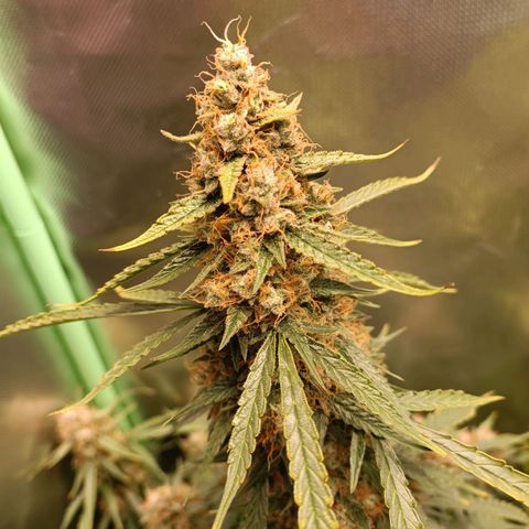 Gorilla Cookies/Skywalker Haze Auto  growlog photo: Skywalker haze Auto #1