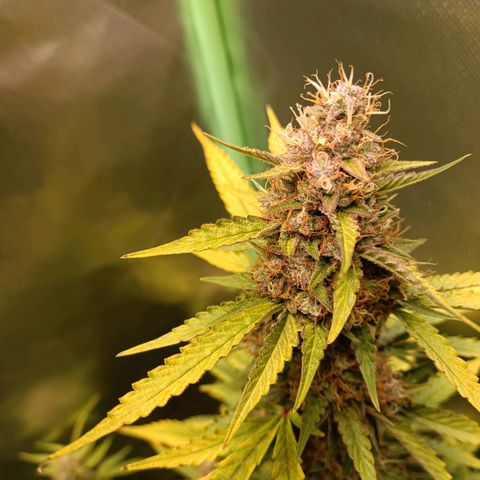 Gorilla Cookies/Skywalker Haze Auto  growlog photo: Skywalker haze Auto #2