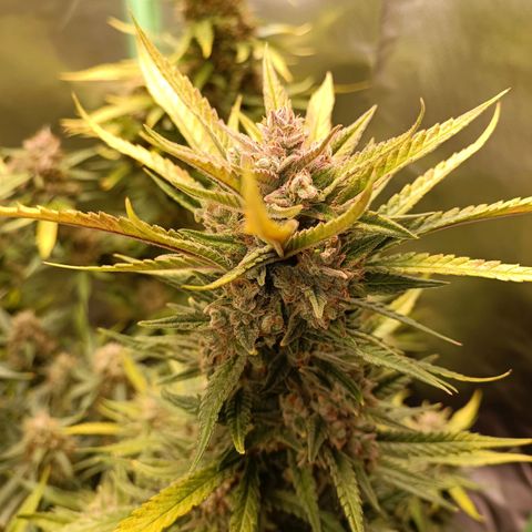 Gorilla Cookies/Skywalker Haze Auto  growlog photo: Gorilla Cookies Auto 