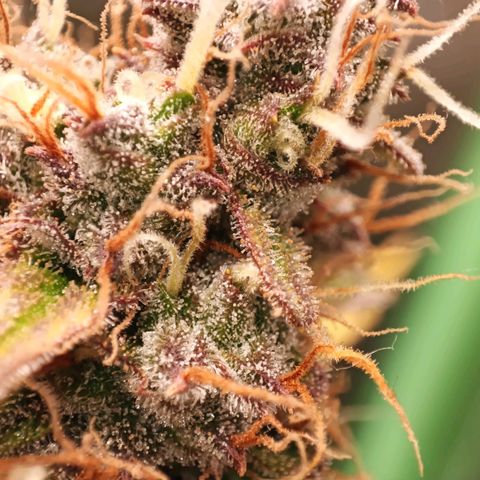 Gorilla Cookies/Skywalker Haze Auto  growlog photo: Skywalker haze Auto 