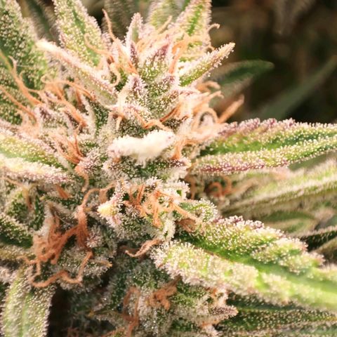 Gorilla Cookies/Skywalker Haze Auto  growlog photo: Gorilla Cookies Auto 