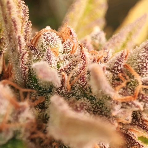 Gorilla Cookies/Skywalker Haze Auto  growlog photo: Gorilla Cookies Auto 