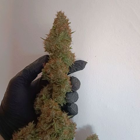 Gorilla Cookies/Skywalker Haze Auto  growlog photo: Skywalker haze auto