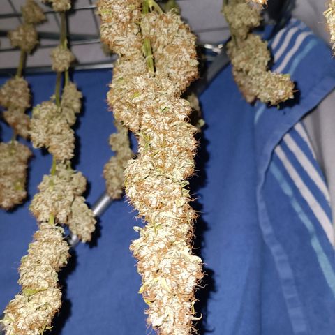 Gorilla Cookies/Skywalker Haze Auto  growlog photo: Skywalker haze auto