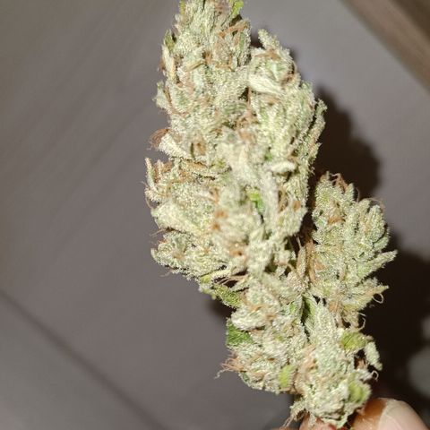 Gorilla Cookies/Skywalker Haze Auto  growlog photo: Gorilla Cookies Auto 
