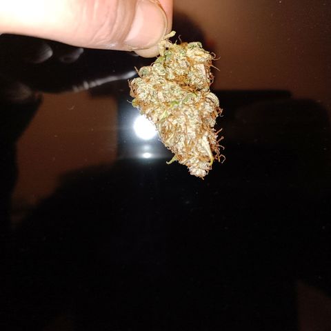 Gorilla Cookies/Skywalker Haze Auto  growlog photo: Each plant produced +/- 100g dry buds.
Fantastic grow with the Viparspectra xs1500 pro 