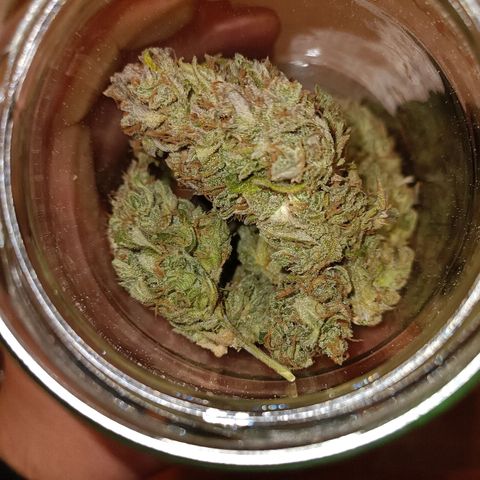 Gorilla Cookies/Skywalker Haze Auto  growlog photo: Each plant produced +/- 100g dry buds.
Fantastic grow with the Viparspectra xs1500 pro 