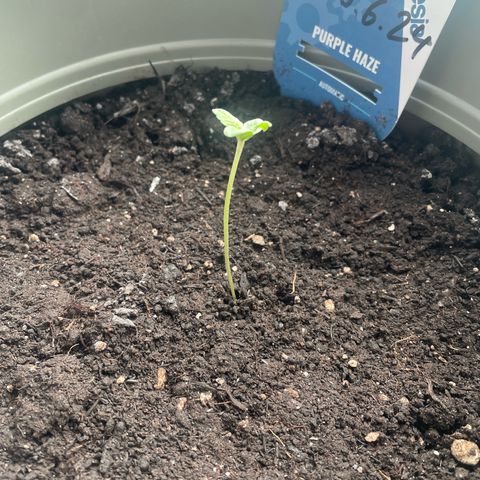 Purple Haze Automatic growlog timeline photo