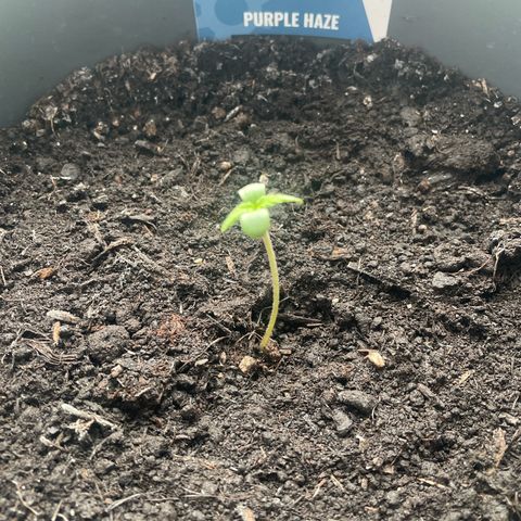 Purple Haze Automatic growlog timeline photo