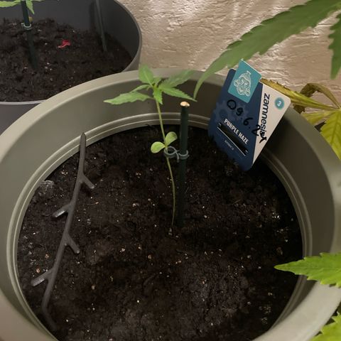 Purple Haze Automatic growlog timeline photo