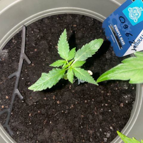 Purple Haze Automatic growlog timeline photo
