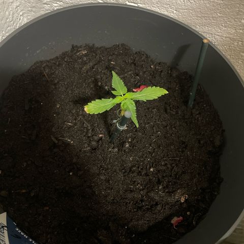 Purple Haze Automatic growlog timeline photo