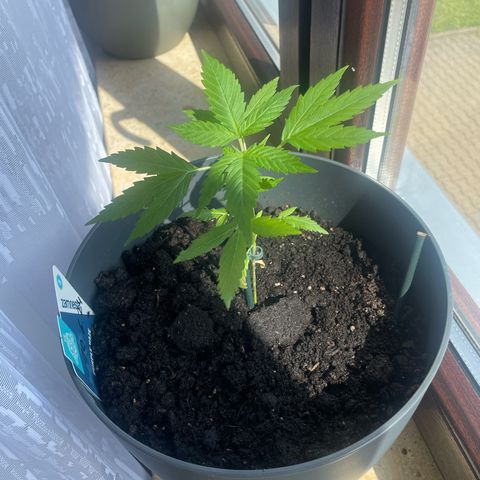 Purple Haze Automatic growlog timeline photo