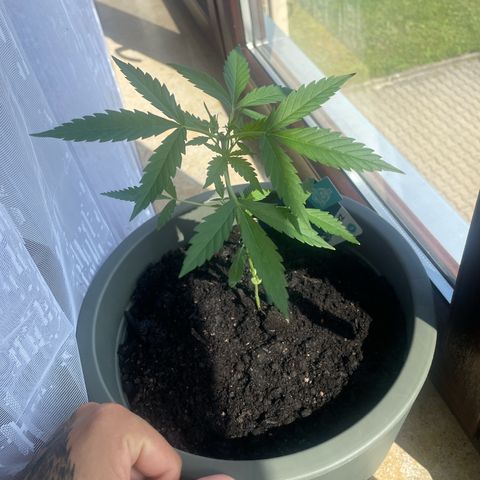 Purple Haze Automatic growlog timeline photo